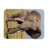 Olifant in een agressieve houding magneet (Horizontaal)