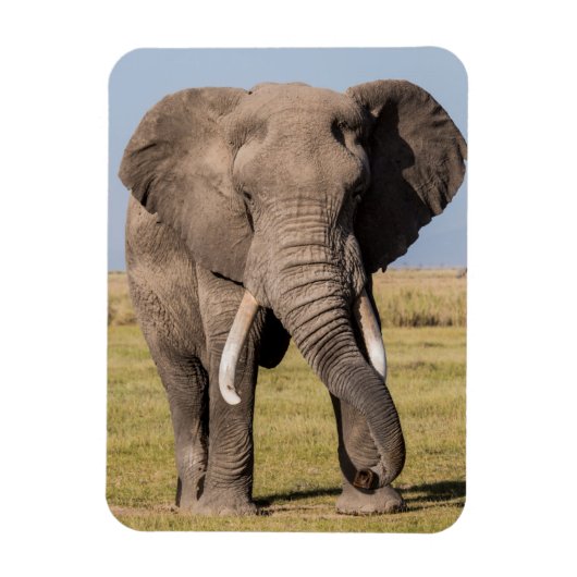 Olifant in een agressieve houding magneet (Verticaal)
