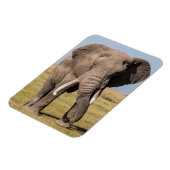 Olifant in een agressieve houding magneet (Linkerzijde)