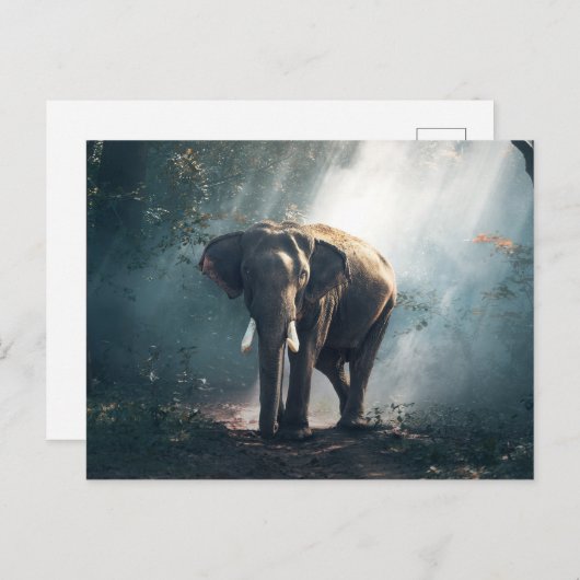 Olifant in het Oerwoud Briefkaart (Voorkant / Achterkant)