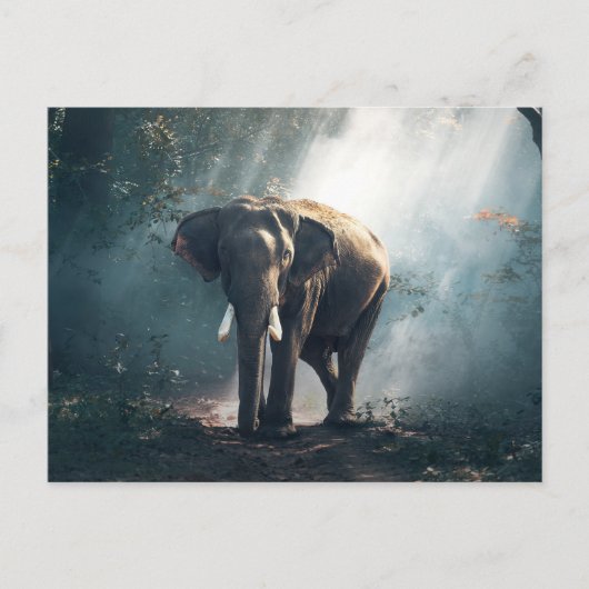 Olifant in het Oerwoud Briefkaart (Voorkant)