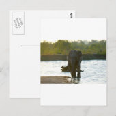 olifant in het watergat briefkaart (Voorkant / Achterkant)