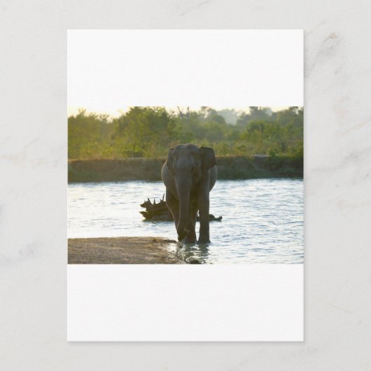 olifant in het watergat briefkaart (Voorkant)