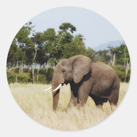 Olifant in Masai Mara, Kenia sticker (Voorkant)