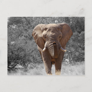 Olifant in Namibië Briefkaart