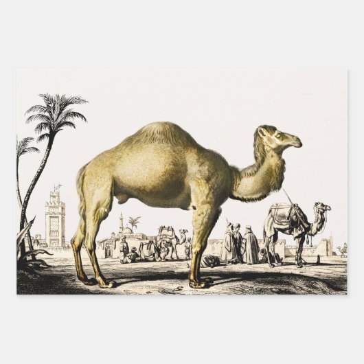 Olifant, kameel en luipaard door D'Orbigny Inpakpapier Vel (Voorkant 2)