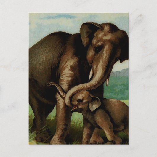  olifant koe met haar baby briefkaart (Voorkant)