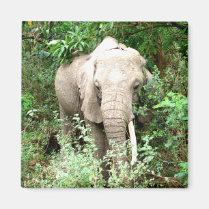 olifant komt voor magneet