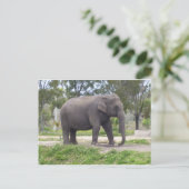 Olifant langs het bospad briefkaart (Staand voorkant)
