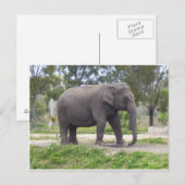 Olifant langs het bospad briefkaart (Voorkant / Achterkant)