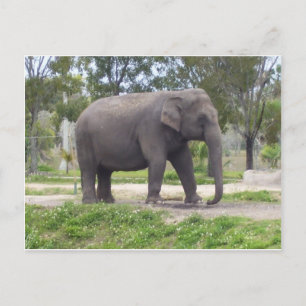 Olifant langs het bospad briefkaart