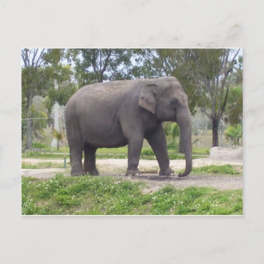 Olifant langs het bospad briefkaart (Voorkant)