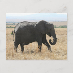 olifant loopt briefkaart