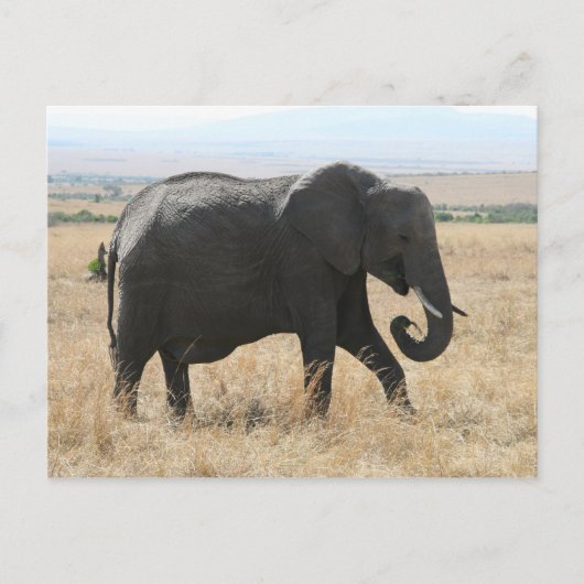 olifant loopt briefkaart (Voorkant)