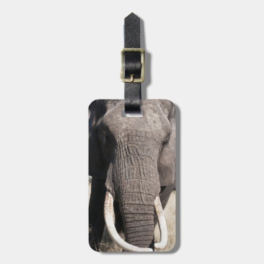 Olifant (Loxodonta africana), Abu Camp 3 Bagagelabel (Voorkant verticaal)
