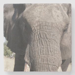 Olifant (Loxodonta africana), Abu Camp 3 Stenen Onderzetter