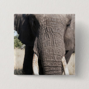 Olifant (Loxodonta africana), Abu Camp 3 Vierkante Button 5,1 Cm