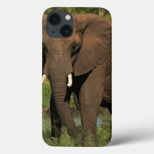 Olifant (Loxodonta Africana), Hwange Nationaal iPhone 13 Hoesje
