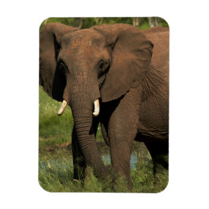 Olifant (Loxodonta Africana), Hwange Nationaal Magneet