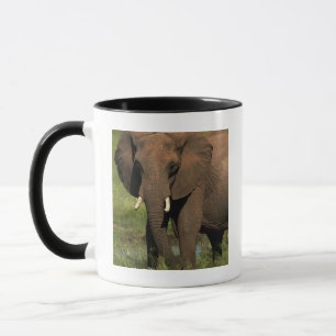 Olifant (Loxodonta Africana), Hwange Nationaal Mok