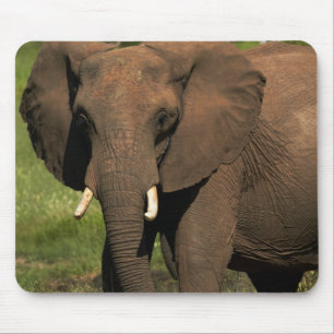 Olifant (Loxodonta Africana), Hwange Nationaal Muismat