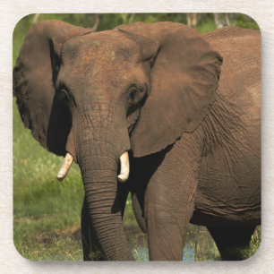 Olifant (Loxodonta Africana), Hwange Nationaal Onderzetter