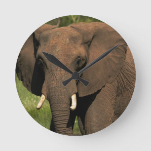 Olifant (Loxodonta Africana), Hwange Nationaal Ronde Klok