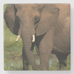Olifant (Loxodonta Africana), Hwange Nationaal Stenen Onderzetter