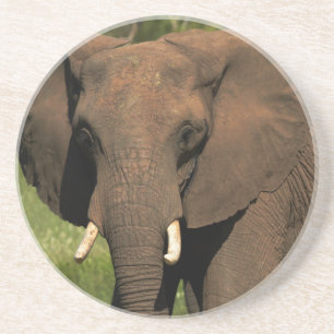Olifant (Loxodonta Africana), Hwange Nationaal Zandsteen Onderzetter