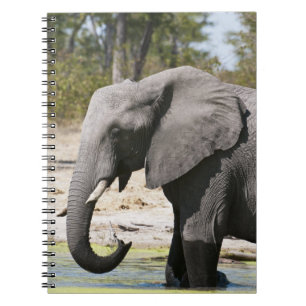 Olifant (Loxodonta africana), Savute Channel Notitieboek
