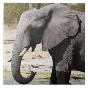 Olifant (Loxodonta africana), Savute Channel Tegeltje