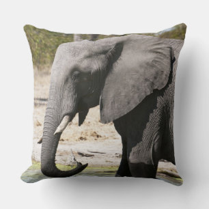 Olifant (Loxodonta africana), Savute-kanaal Kussen