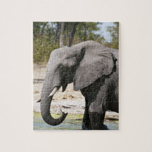 Olifant (Loxodonta africana), Savute Kanaal Legpuzzel