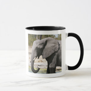Olifant (Loxodonta africana), Savute-kanaal Mok