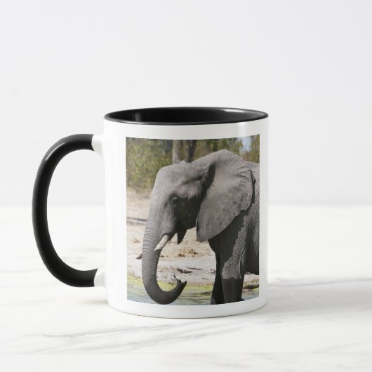 Olifant (Loxodonta africana), Savute-kanaal Mok (Links)
