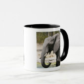 Olifant (Loxodonta africana), Savute-kanaal Mok (Voorkant rechts)