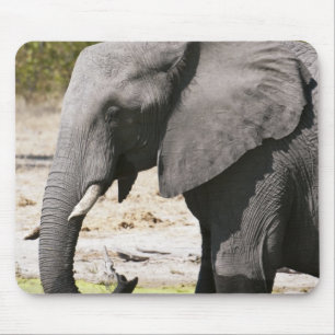 Olifant (Loxodonta africana), Savute-kanaal Muismat