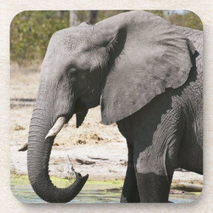 Olifant (Loxodonta africana), Savute-kanaal Onderzetter