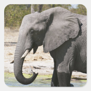 Olifant (Loxodonta africana), Savute-kanaal Vierkante Sticker