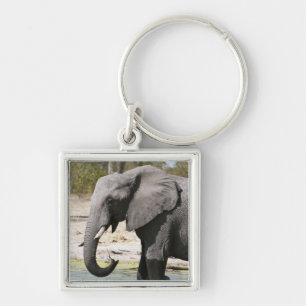 Olifant (Loxodonta africana), Savutekanaal Sleutelhanger