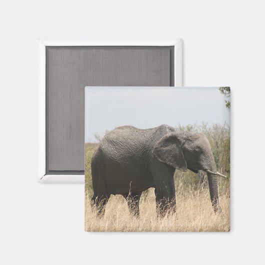 olifant magneet (Voorkant / Achterkant)