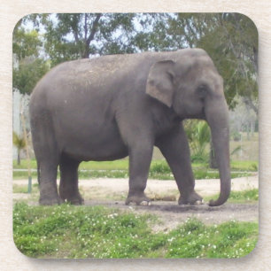 Olifant op Beschaduwde Weidepad Drankjes Onderzetter
