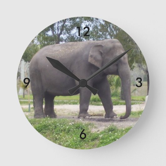 Olifant op Rustige Wandelroute Tijd Ronde Klok (Voorkant)