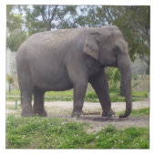 Olifant op vredig pad in de weide tegeltje (Voorkant)