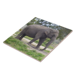 Olifant op vredig pad in de weide tegeltje