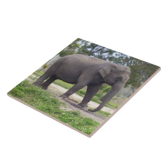 Olifant op vredig pad in de weide tegeltje (Zijkant)