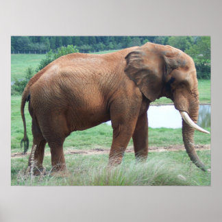 olifant poster
