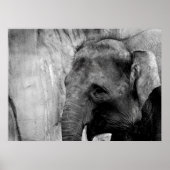 olifant poster (Voorkant)