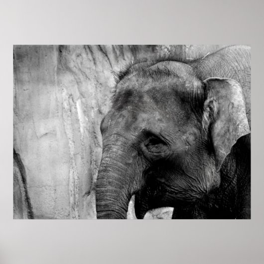 olifant poster (Voorkant)