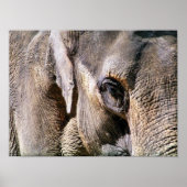 OLIFANT POSTER (Voorkant)